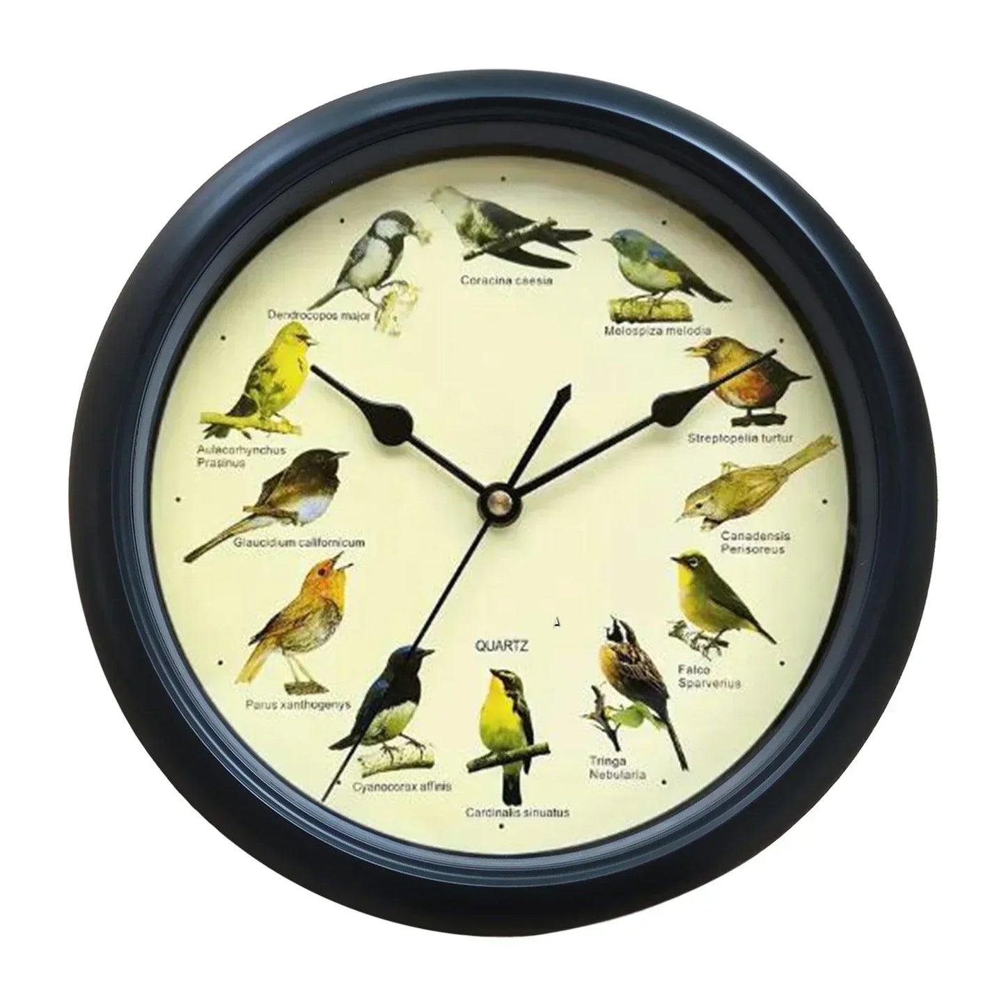 10 Inch Bird Sound Wall Clock with Hourly Birdsong Silent Movement Home Decor