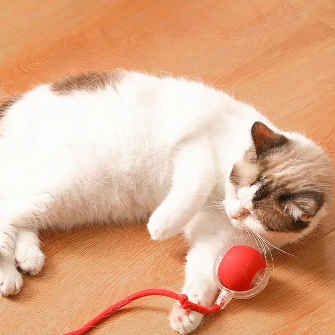 Rechargeable Cat Play Toy Rolling Motion Interactive Chasing Activity
