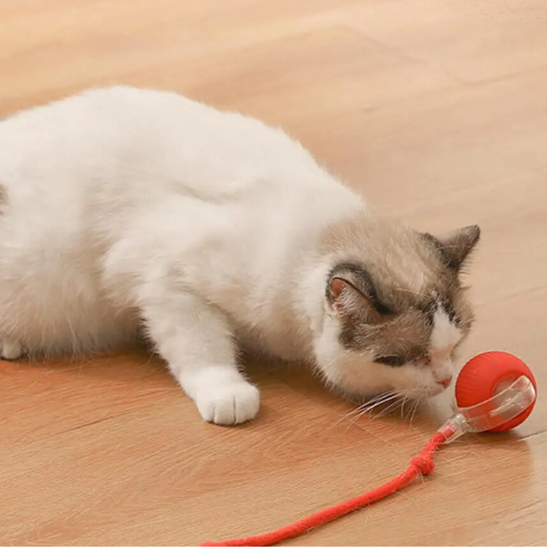 Rechargeable Cat Play Toy Rolling Motion Interactive Chasing Activity